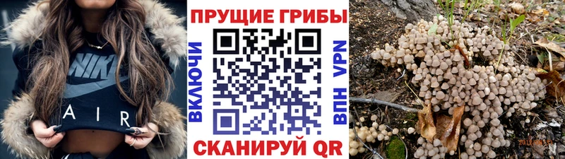 Галлюциногенные грибы мицелий  Купить закладки  Лысково 